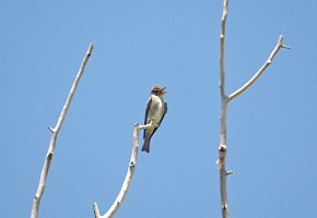 Flycatcher, Olive-sided, 2006-08174371a Chimano, NM